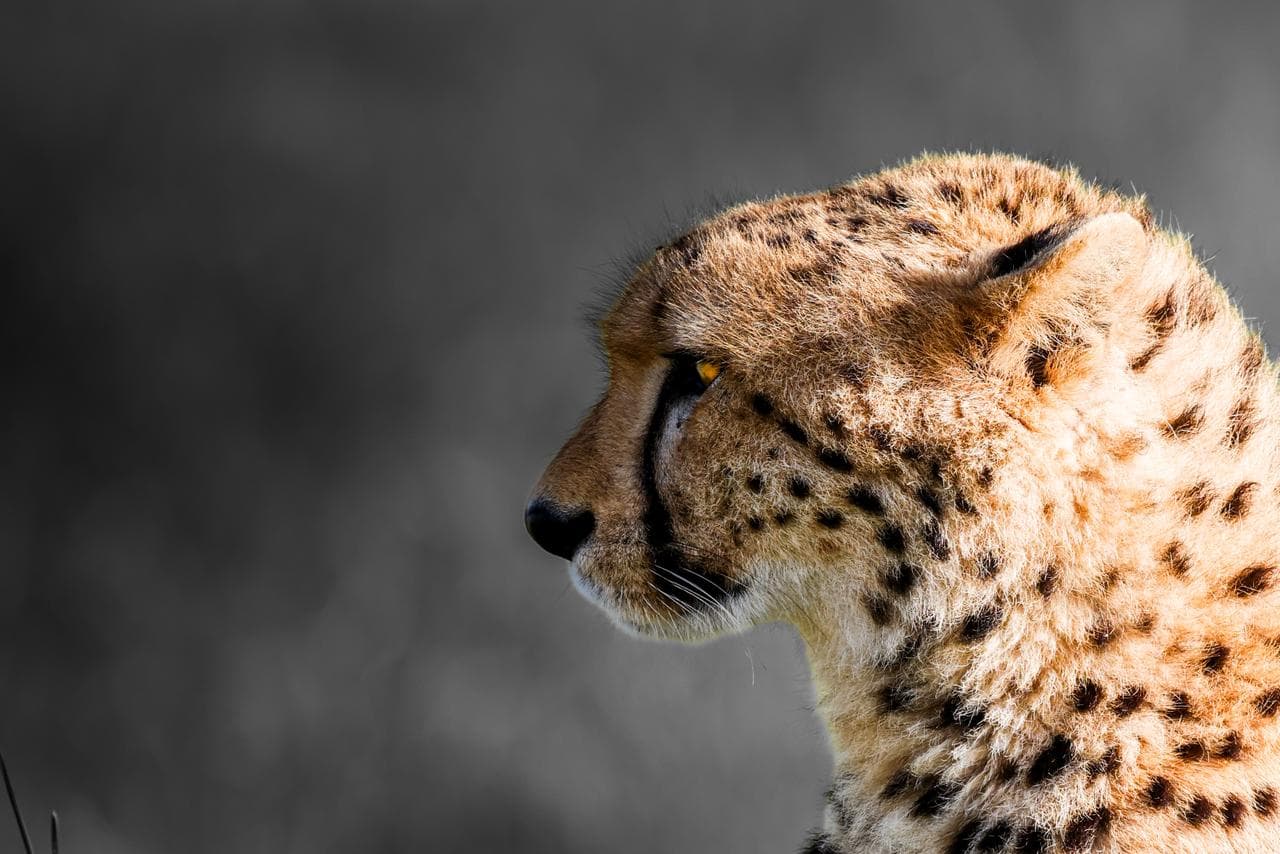 Cheetah in profile against a soft grey sky