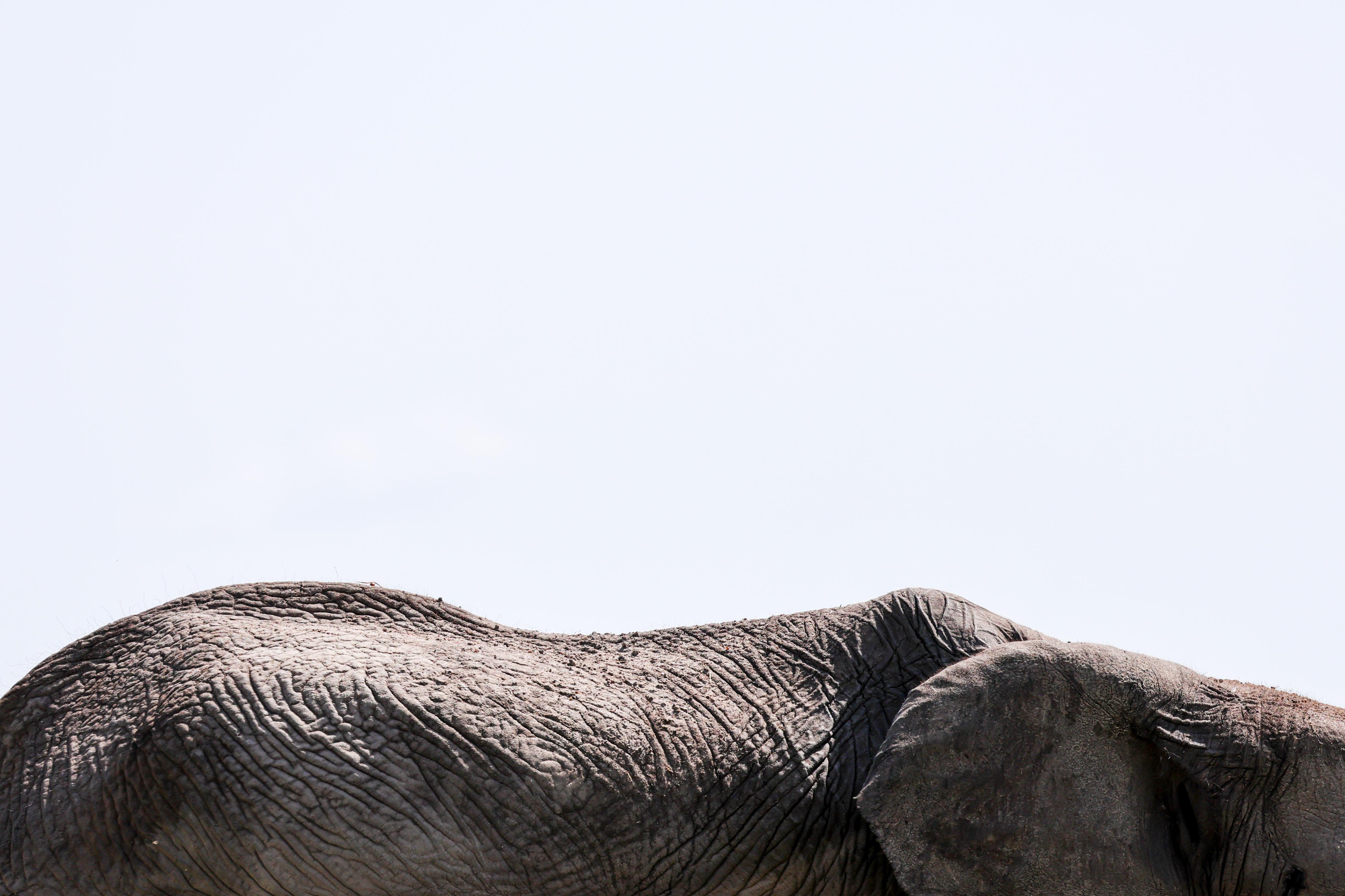 Abstract study of elephant skin against the sky