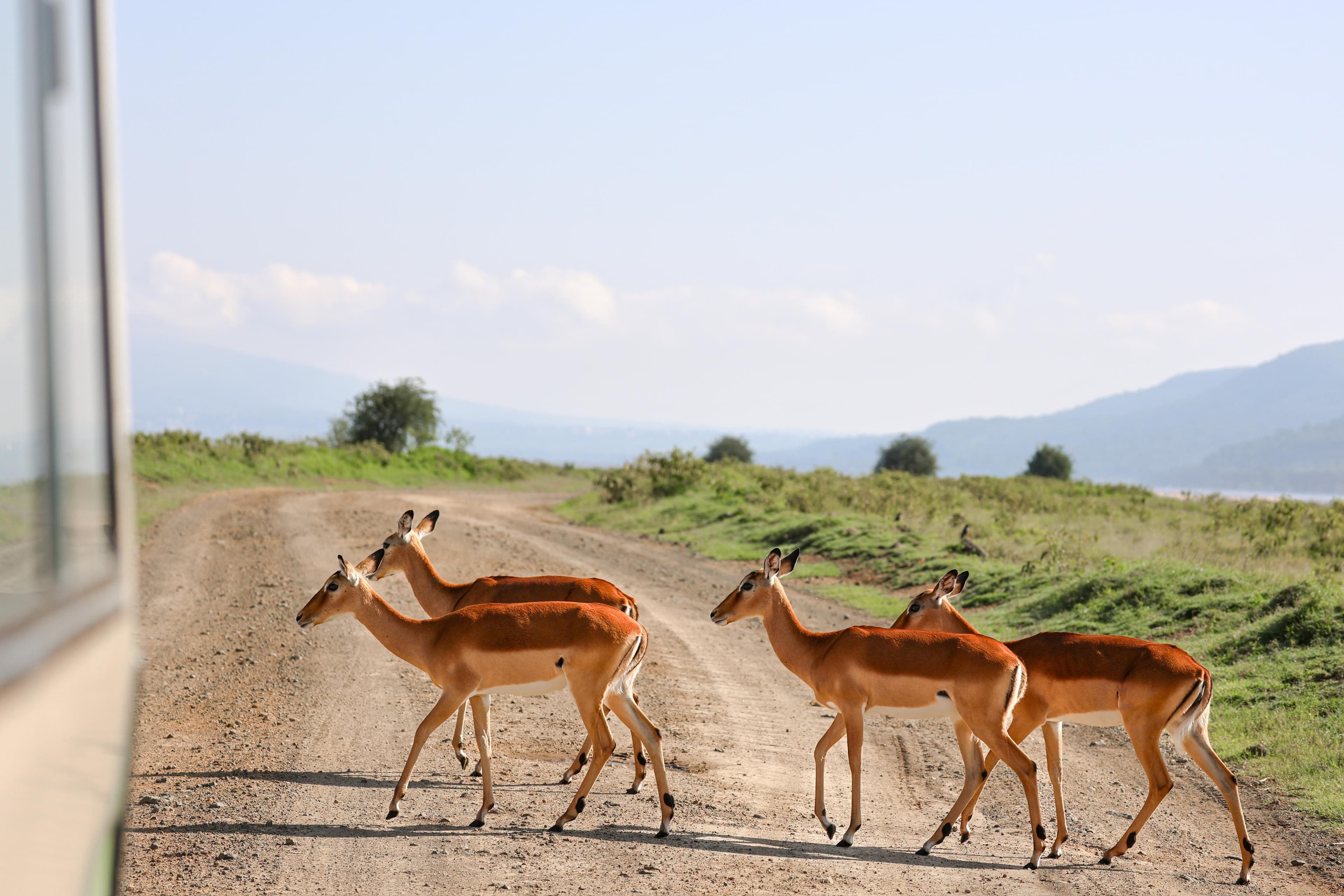 Impala herd crossing a savanna track