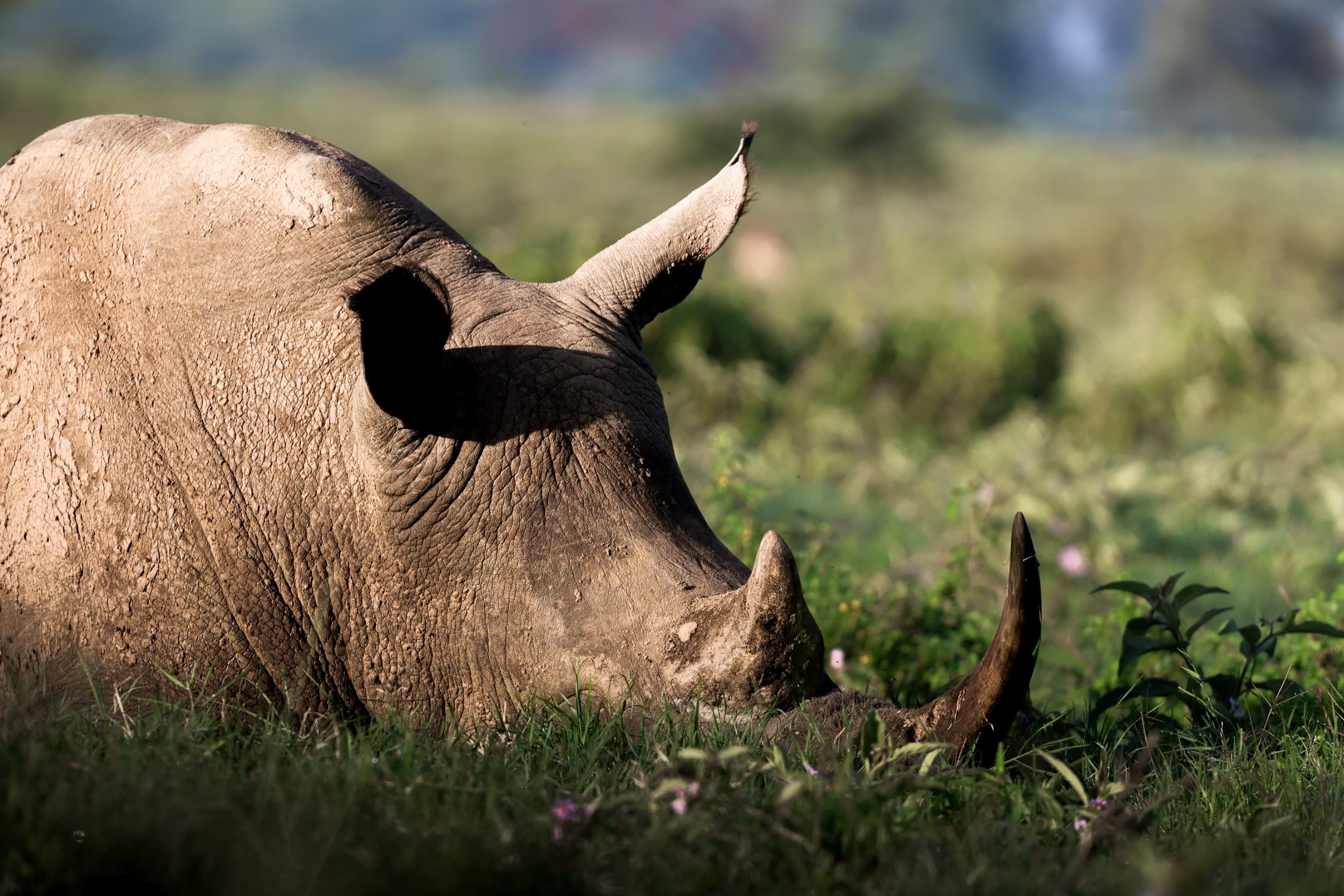 Elephant and calf in golden grassland